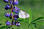 Beautiful white butterfly on blue lupine against green nature background