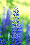 Beautiful blue lupine closeup on green and yellow background