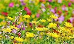 beautiful yellow flowers in floral background