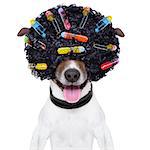 dog with a crazy curly afro look wig and hair curlers