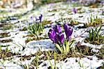 beautiful violet crocus flowers on snow during early spring, Netherlands