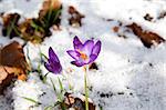 purple crocus flowering in snow during early spring