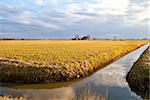 Dutch farmhouse  by river before sunset