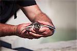 Man handling young Carribean sea turtle for conservation