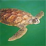 Large Carribean Sea Turtle at the surface of the ocean