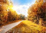 Road in a colorful autumn forest at sunny day