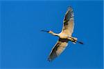 Common Spoonbill in flight in Danube Delta, Romania