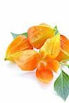 orange physalis berries with green leaves