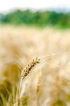 Closeup of single wheat ear over blurred wheat field.