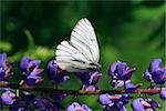 Beautiful cabbage white butterfly on blue lupine against green nature background