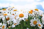 Nice blossoming daisy flowers on blue sky background