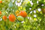 Closeup of growing grape tomatoes (Annapolis Valley, Nova Scotia, Canada)