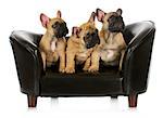 litter of puppies - three french bulldog puppies sitting on a couch on white background - 8 weeks old