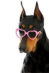 dog love  - doberman pinscher wearing heart shaped glasses on white background