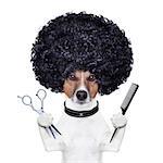 hairdresser  scissors comb dog