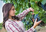 Young Mixed Race Woman Harvesting Grapes in the Vineyard Outside.