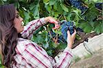 Young Mixed Race Woman Harvesting Grapes in the Vineyard Outside.