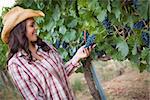 Young Mixed Race Adult Female Farmer Inspecting Grapes in the Vineyard.
