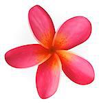 Pink Frangipani flower isolated on white, vector Eps10 image