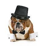 funny dog - grumpy looking bulldog dressed up in a tophat and black tie isolated on white background