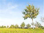 Picture of an orchard with apple tree on green meadow