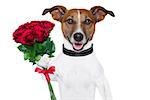 valentine dog  with a bunch of  red  roses