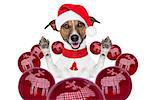 christmas dog with santa hat and balls around