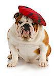 english dog - english bulldog wearing plaid tam or hat on white background