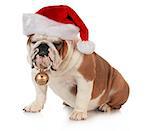 christmas dog - english bulldog wearing santa hat holding christmas bell on white background