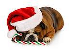 christmas dog - english bulldog laying down with candy cane