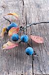 Branch sloe berry on a old textured wooden background
