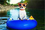 dog on  blue air mattress  in refreshing  water