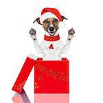 surprise christmas dog in a red  box