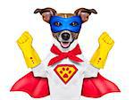 super hero dog with  red cape and a  blue mask