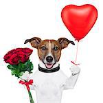 valentine dog  with a bunch of  red  roses and a red balloon