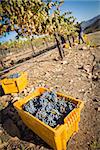 Workers Harvest Ripe Red Wine Grapes Into Bins One Fall Morning.