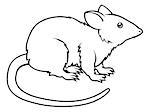 An illustration of a stylised rat perhaps a rat tattoo