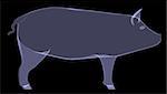 Pig. The X-ray render on a black background