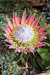 The spectacular pink King Protea with bracts and flowers fully open.  Ants are enjoying the nectar.  Grows 0.3m to 2m with huge flowerheads with pink/red flowers.