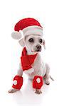 Bright eyed adorable white dog dressed in a scarf and leg warmers and wearing a santa hat at Christmas.