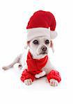 Cosy dog wearing a scarf leg warmers and a santa claus hat for Christmas   White background.