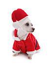 Dog dressed in a Santa Claus costume looks sideways, possibly at your message.  White background.