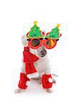 Pet dog in the spirit celebrates Christmas during the holiday season.  White background.