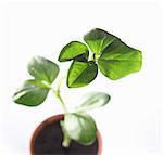 Overhead view of young broad bean plant in pot