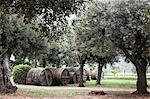 Olive grove near Marciana, Elba Island, Italy