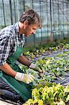 Organic farmer tending young plants in polytunnel