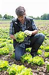 Organic farmer monitoring lettuce