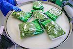 Packets of mixed salad leaves on production line on herb farm