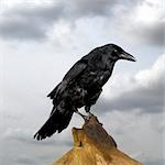 Crow