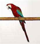 Green Wing Macaw on perch